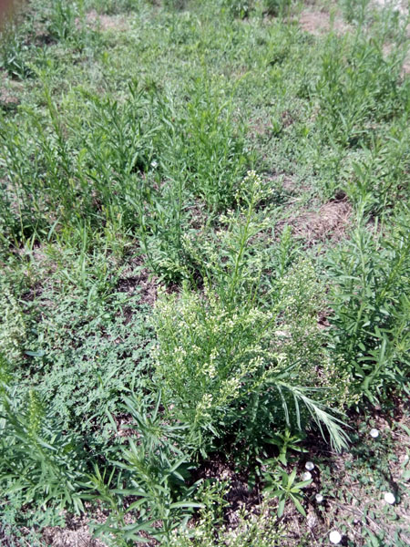 herbe